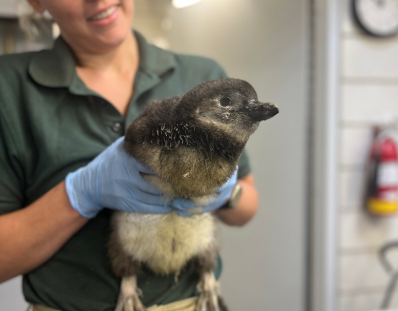 Endangered African penguin chicks born at Lincoln Park Zoo